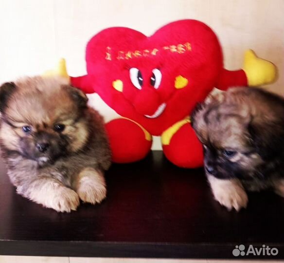 Померанский шпиц мини