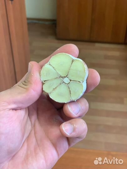 Семенной чеснок Любаша