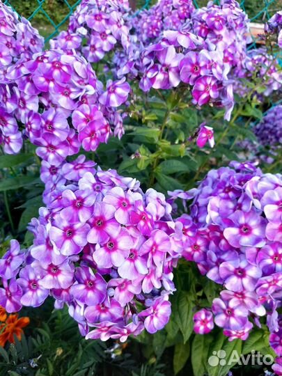 Сортовые флоксы