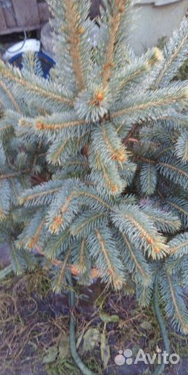 Ель голубая