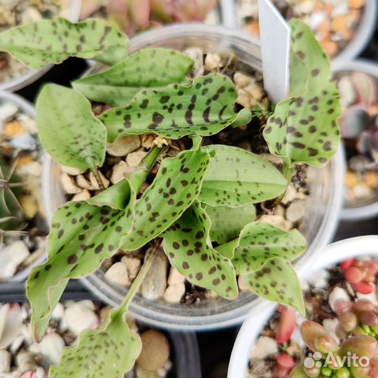 Суккуленты