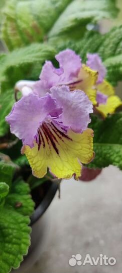 Стрептокарпус