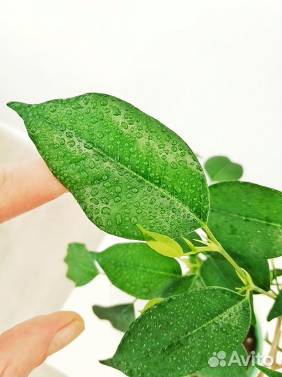 Фикус Бенджамин Даниель бонсай