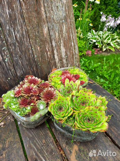 Садовые многолетние растения