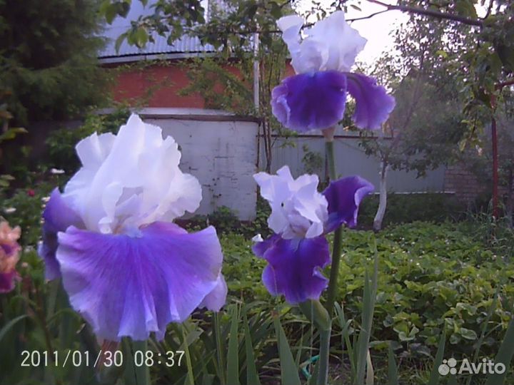 Сортовые крупные ирисы