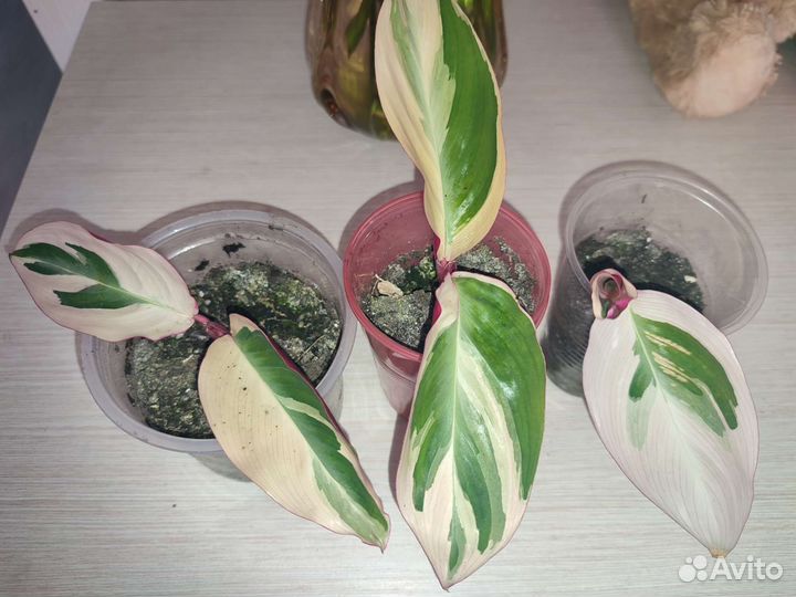 Строманта сингониум хлорофитум эпипремнум цветы