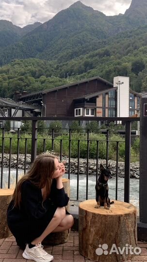 Русский той-терьер вязка