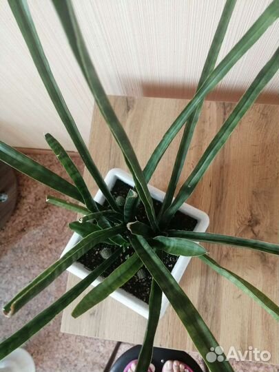 Комнатные цветы в ассортименте