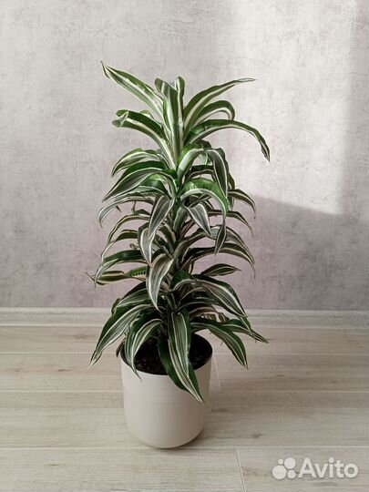 Драцена Драгон