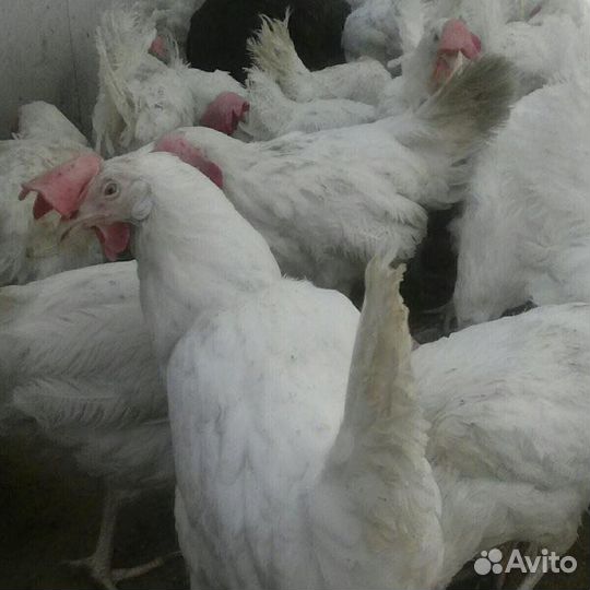 Несушка клуша