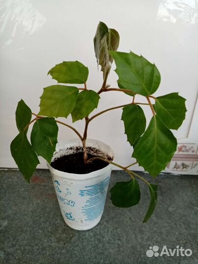 Березка /циссус