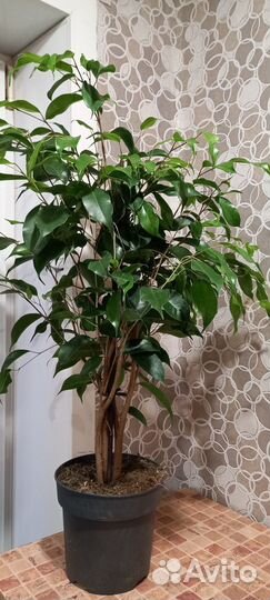 Фикус бенджамина
