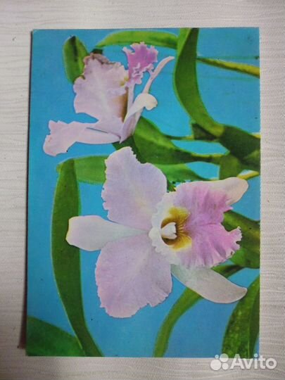 Открытки «Цветы, природа» 1960-80 гг. (советские)