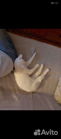 Отдам в добрые руки