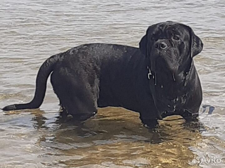 Шикарные щенки кане корсо; Вязка