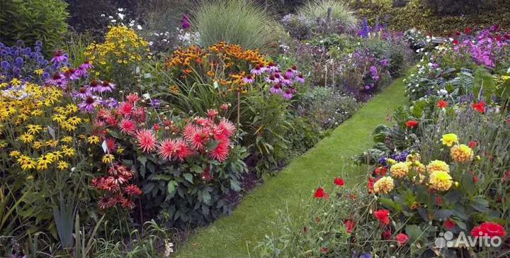 Многолетники