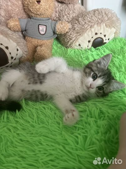 Кошка