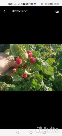 Саженцы малины геракл