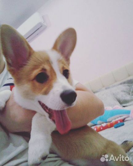 Услуги кинолога