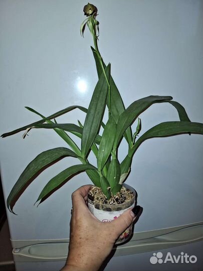 Орхидея энциклия кохлеата