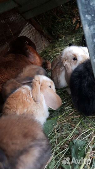 Кролики гиганты-Французский баран