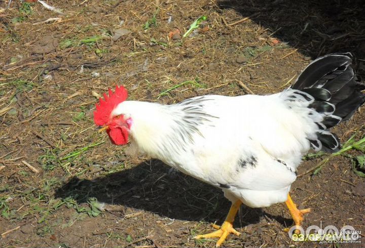 Молодые петухи