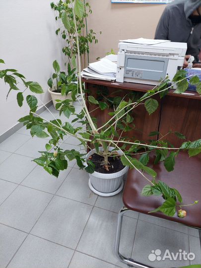 Комнатные цветы