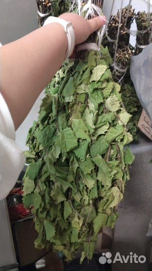 Березовые,дубовые веники для бани сбор 2024