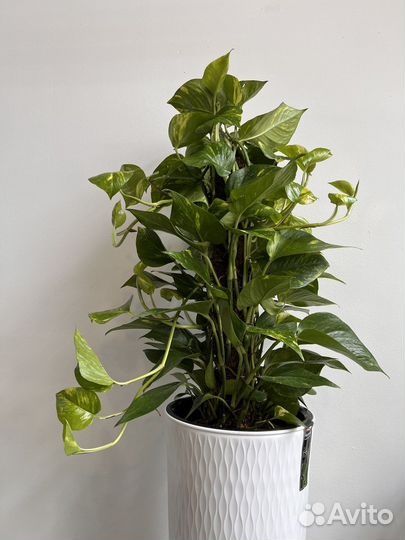 Эпипремнум большой напольный