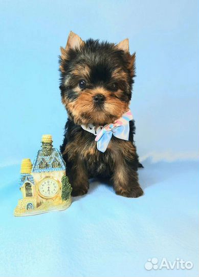 Йоркширский терьер большой выбор щенков