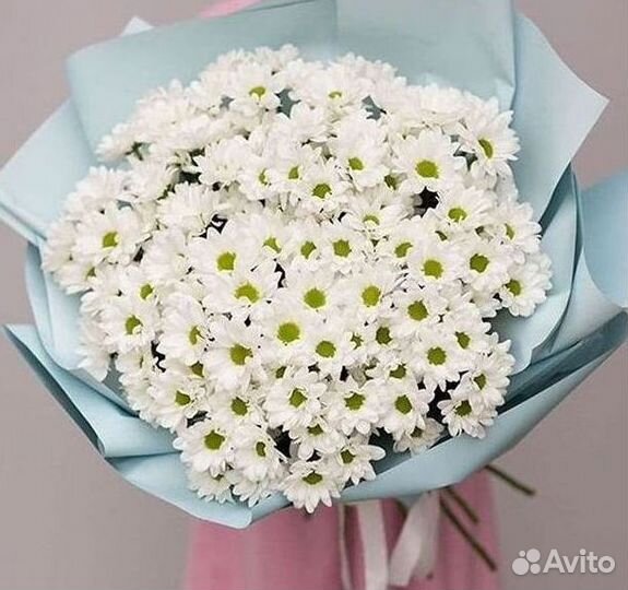 Хризантема Цветы Доставка