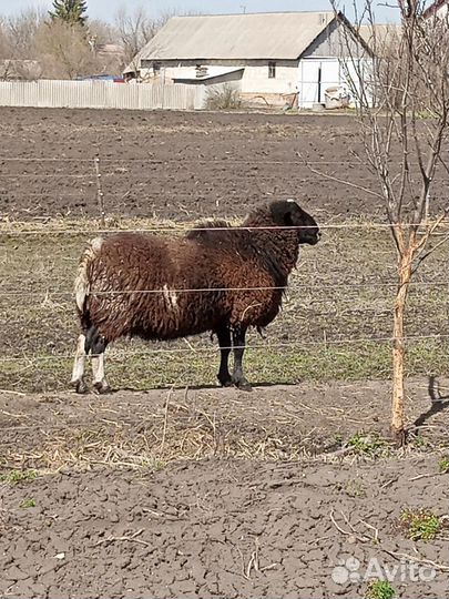 Баран Дорпер