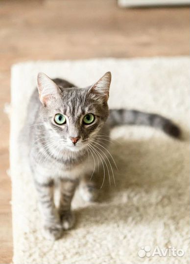 Котик 1,5 года