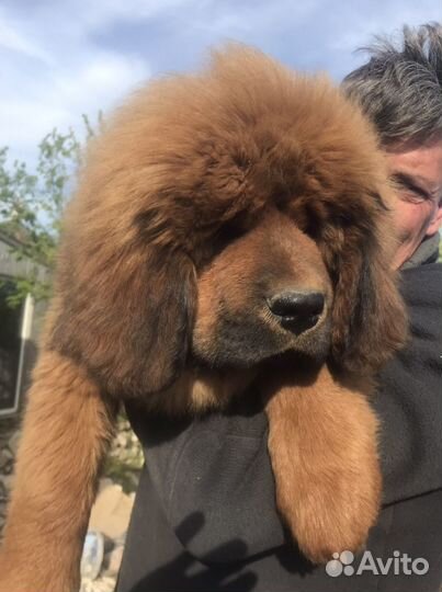 Тибетский мастиф щенки