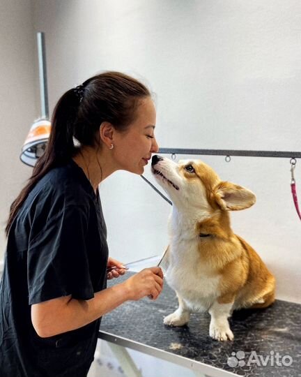 Груминг собак