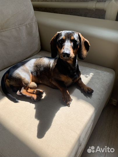 Вязка карликовая такса