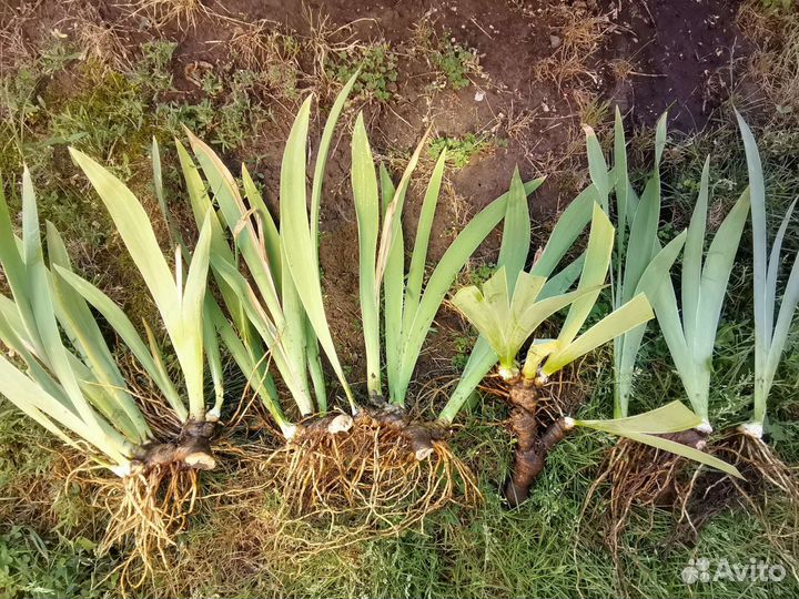 Ирисы бородатые сортовые