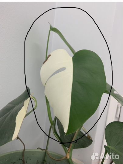 Монстера альба