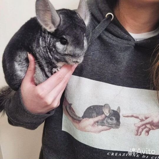 Ратолог специалист по грызунам