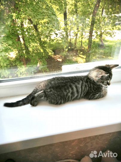 Малыш в добрые руки