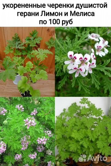 Тюльпановидная, королевская и душистая герань