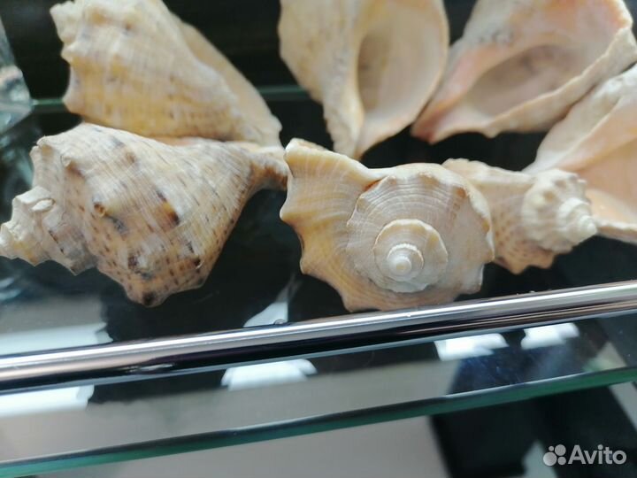 Ракушки морские