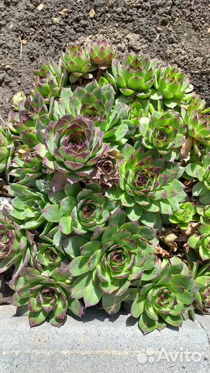 Садовые растения и цветы