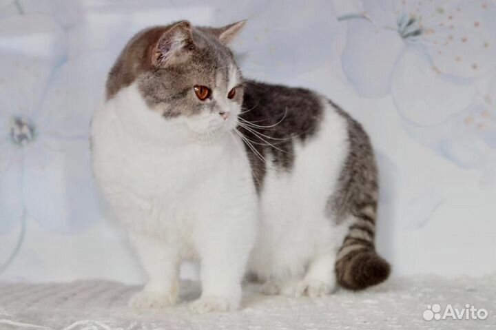 Британская кошечка