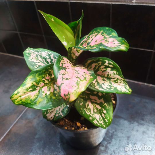 Аглаонем Пинк Валентин