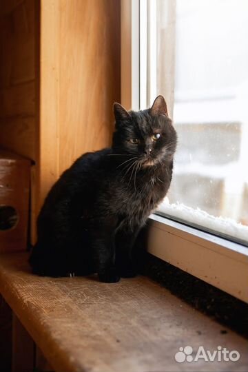 Котик Том в добрые руки