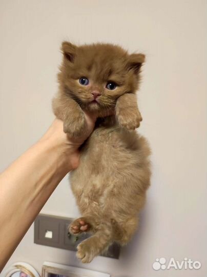 Британский длинношерстный кот циннамон