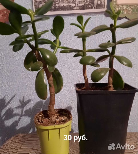 Крассулы разные (денежные деревья)