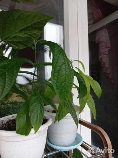 Комнатные цветы