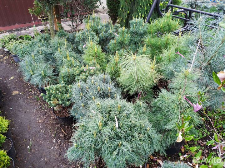 Сосна веймутова